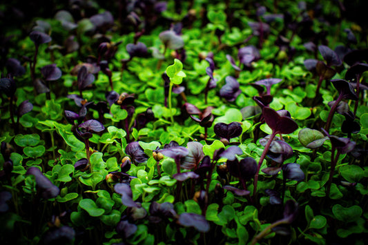 Rambo and Triton Radish